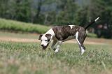 AMSTAFF  PUPPIES 204